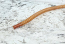 2005 HARLEY-DAVIDSON ROAD KING CLASSIC Fuel Tank Check Valve Hose 62228-03 - Motorcycle