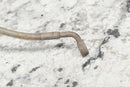2005 POLARIS SPORTSMAN 600 Front Left Brake Line Hose 1910838 - ATV