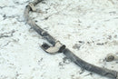 2007 YAMAHA GRIZZLY 700 Front Brake Lines 3B4-25873-00-00 1HP-F5873-01-002