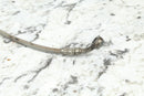 2009 ARCTIC CAT TRV 550/700 4X4 Rear Brake Line Hose 1502-140 - ATV