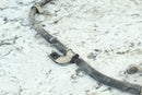 2007 YAMAHA GRIZZLY 700 Front Brake Lines 3B4-25873-00-00 1HP-F5873-01-002